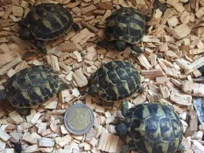 Tortues de terre juvenilles - photo 2