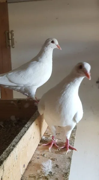 Pigeons hubbell - Autres Animaux - Lunel (34400)