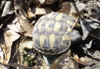 Tortue disponible - Tortues & Reptiles