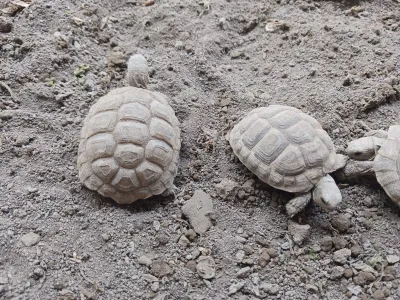 Tortues Hermann 1 an - Tortues & Reptiles - Marseille 12e (13012)