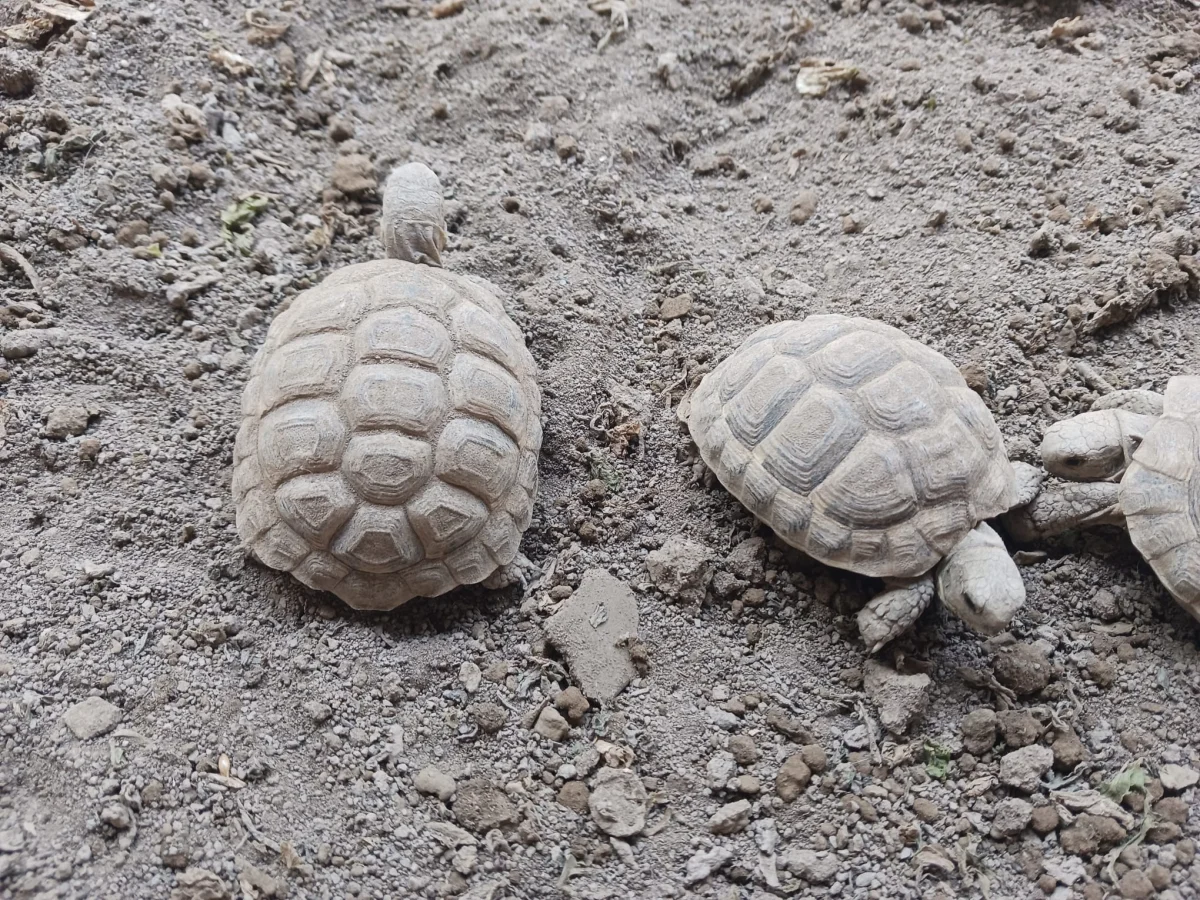 Tortues Hermann 1 an - Tortues & Reptiles - Marseille 12e (13012)