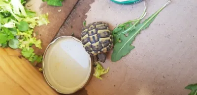 Tortue herman - photo 2