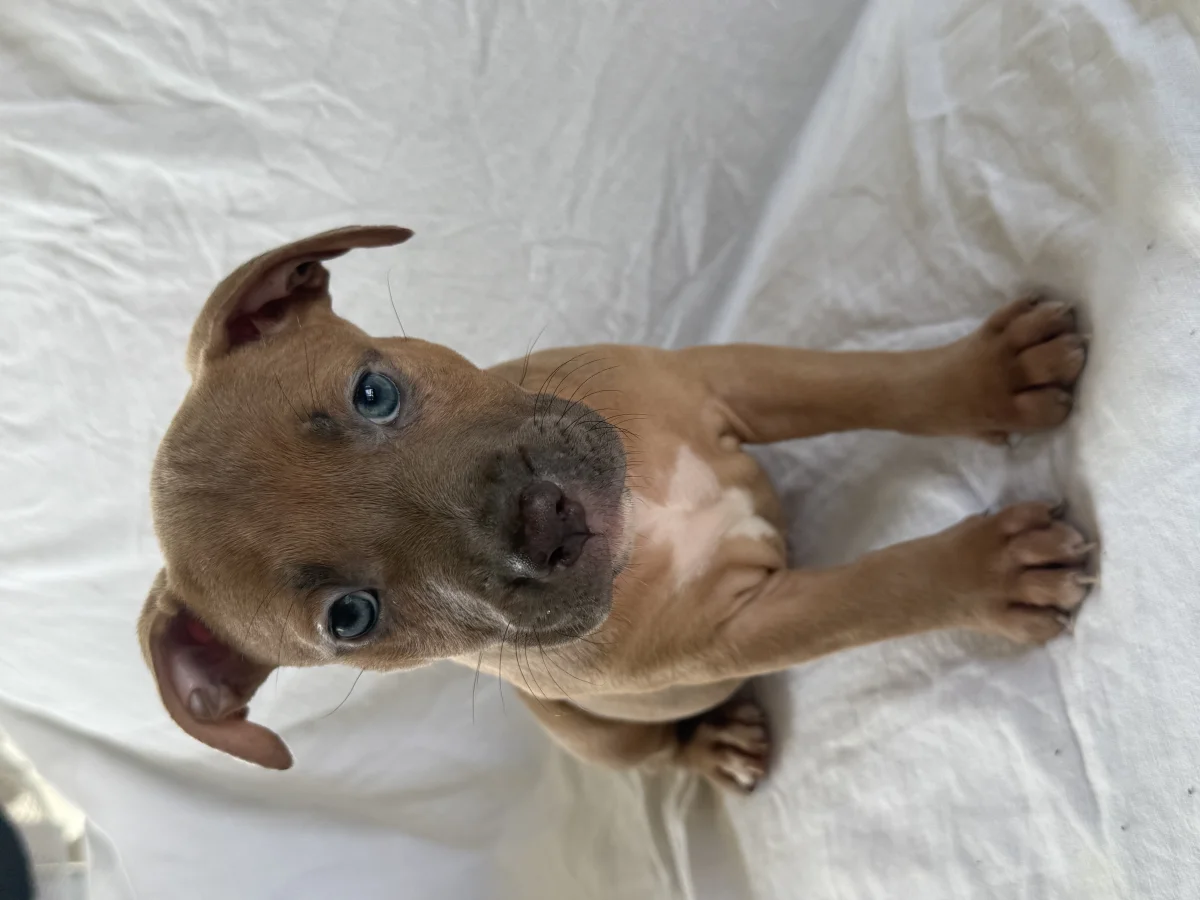 Chiots type American Staffordshire Terrier - Chiens - Paris 12e (75012)