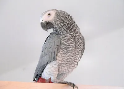Jeune perroquet gris du gabon eam à adopter - Rongeurs & Oiseaux - Nantes (44100)