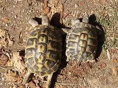 Couple tortue hermann - Tortues & Reptiles - Villefranche-de-Rouergue (12200)