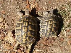 Couple tortue hermann - Tortues & Reptiles - Villefranche-de-Rouergue (12200)