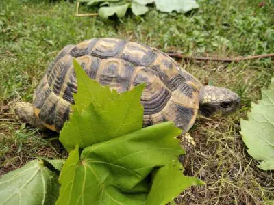 Tortue de terre (testudo h h). - photo 2