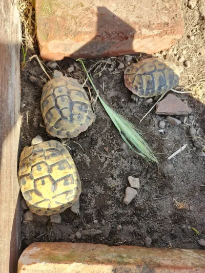 Tortues Hermann (testudo hermanni) - photo 2