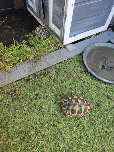 Tortues Hermann - Tortues & Reptiles