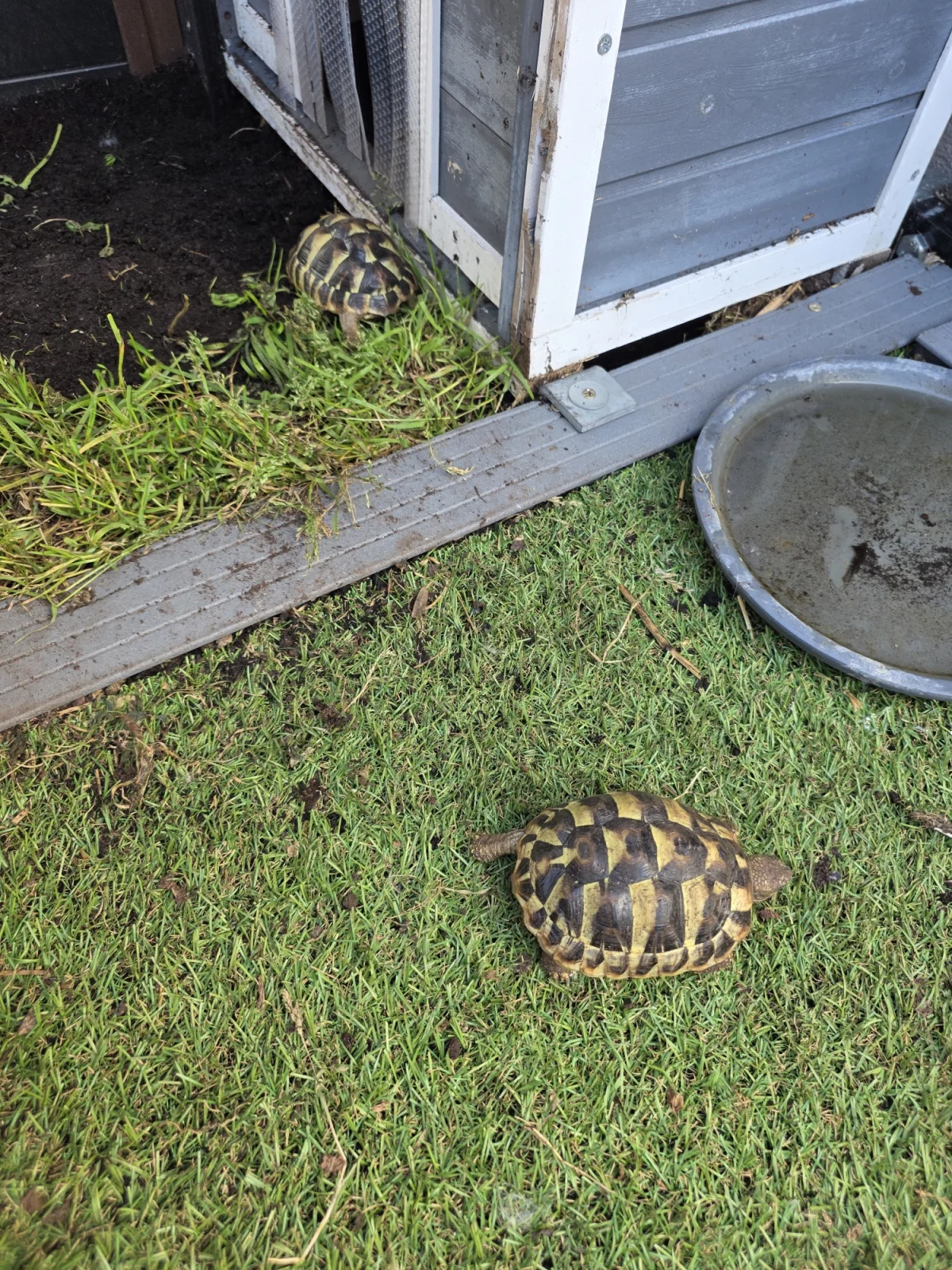 Tortues Hermann - Tortues & Reptiles - Noisy-le-Grand (93160)