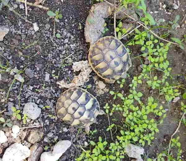 Bébés tortues herman - Tortues & Reptiles - La Colle-sur-Loup (06480)