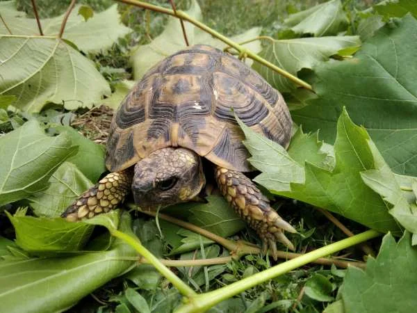 Tortue de terre (testudo h h). - Tortues & Reptiles - Lons (64140)
