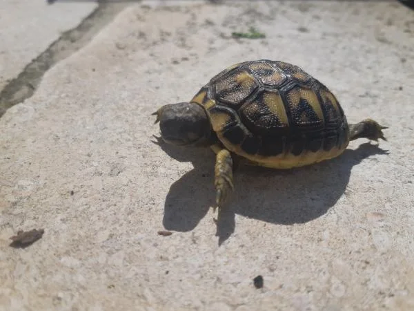 Tortue de terre - Tortues & Reptiles - Caen (14000)