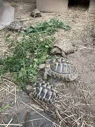 Tortues terrestres hermann - Tortues & Reptiles