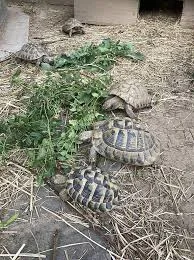 Tortues terrestres hermann - Tortues & Reptiles - Toulouse (31100)