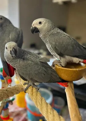 Jeunes perroquet gris du Gabon - Rongeurs & Oiseaux - Lyon (69000)