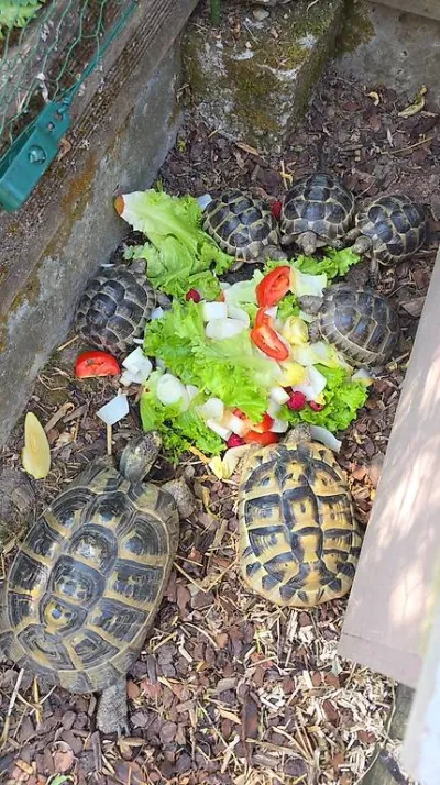Cède tortues de terre hermann - photo 2