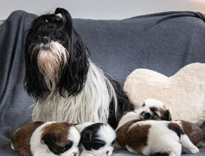 Chiots shih tzu disponibles tout de suite! - Chiens - Ajaccio (20090)