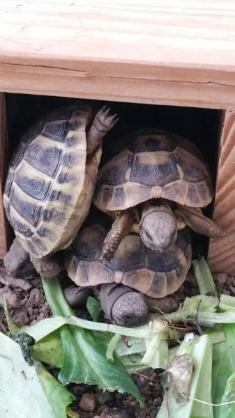 Tortues hermann juvéniles - photo 2
