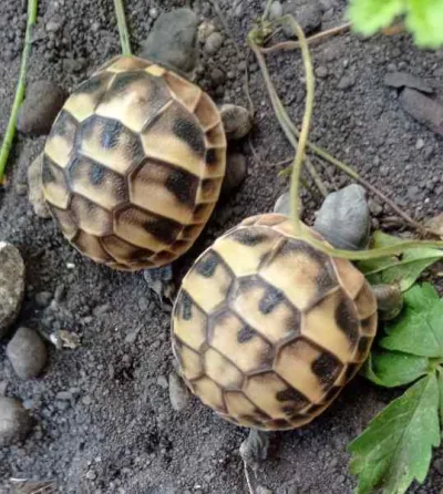 Tortue hermann - Tortues & Reptiles - Bordeaux (33000)