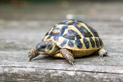 Tortues hermann - photo 2