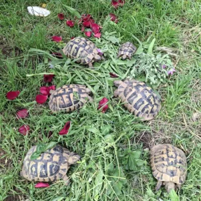 Tortues Hermann pour personnes motivées passionnée - Tortues & Reptiles