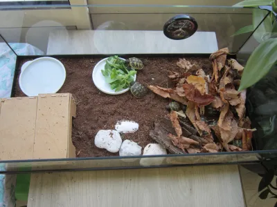 Tortues terrestres - Tortues & Reptiles - Rochefort (17300)