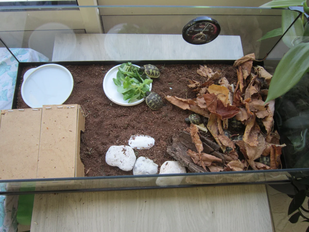 Tortues terrestres - Tortues & Reptiles - Rochefort (17300)
