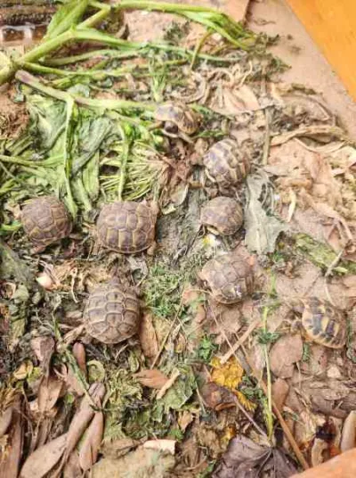 Tortue hermann juvenile né en 2024 - Tortues & Reptiles - Pézenas (34120)