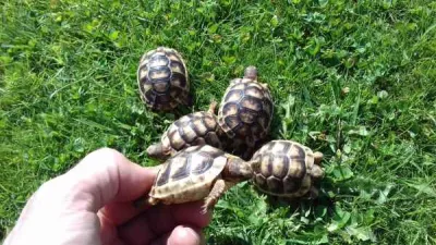 Bébé tortue de terre - photo 4