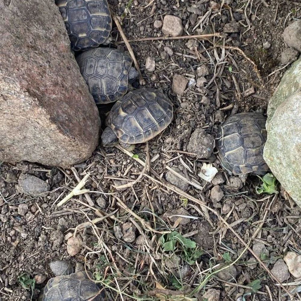 BB TORTUES 2026 - Tortues & Reptiles - Nantes (44000)