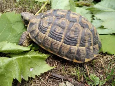 Tortue de terre (testudo h h). - photo 3