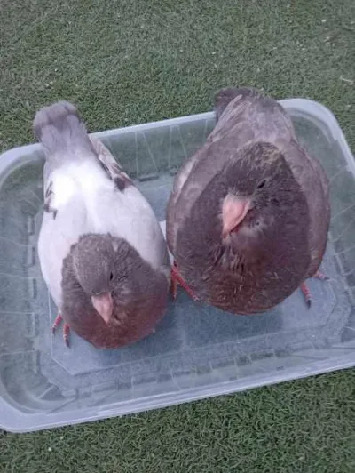 Pigeons hubbell - photo 2