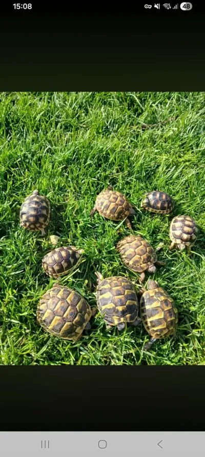 Magnifique tortues terrestres - Tortues & Reptiles - Lyon (69000)