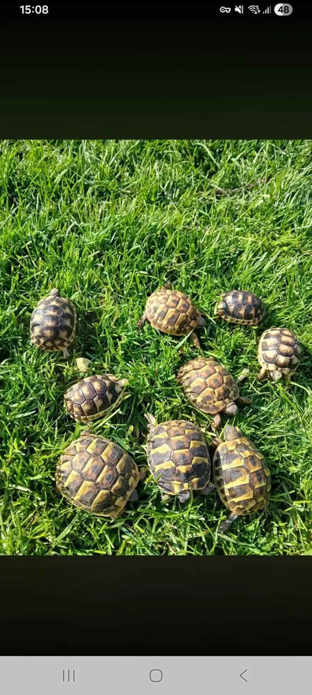 Magnifique tortues terrestres - Tortues & Reptiles - Lyon (69000)