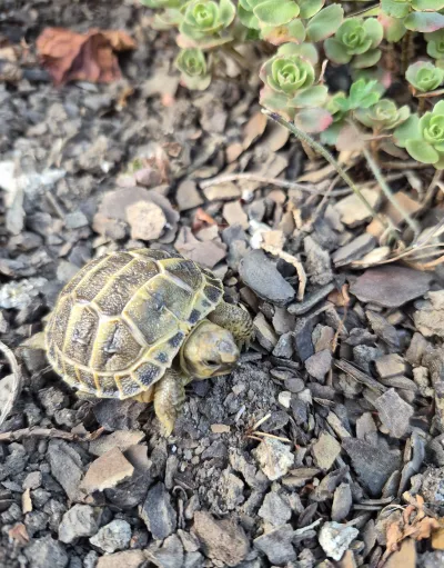Tortue de terre - photo 3