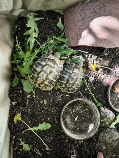 Tortues Hermann - Tortues & Reptiles