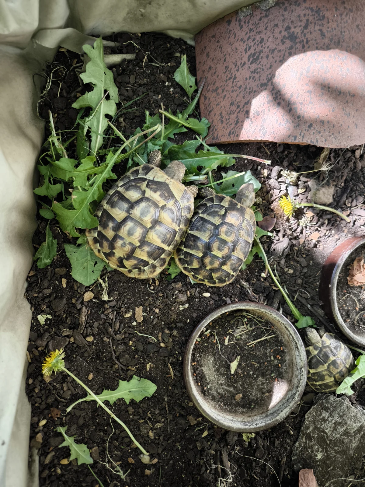 Tortues Hermann - Tortues & Reptiles - Eyguières (13430)