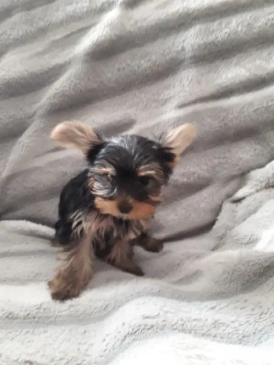 Urgent cède chiot - Chiens - Landaul (56690)