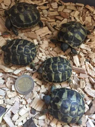 Tortues de terre juvenilles - photo 4