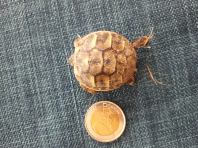 Tortue Hermann - photo 3