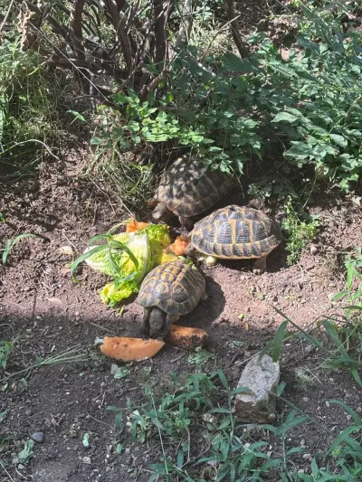 Tortues h/h mâle et femelle - Tortues & Reptiles