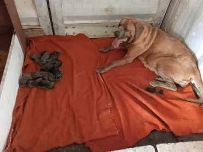 Bébés cane corso à réserver - photo 2