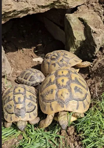 Tortues Hermann (testudo hermanni) - Tortues & Reptiles