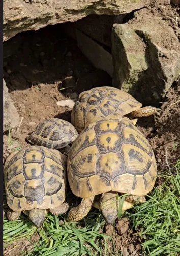 Tortues Hermann (testudo hermanni) - Tortues & Reptiles - Marseille (13000)
