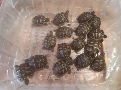 Bb 2023 incubateur - Autres Animaux - Saint-Maximin-la-Sainte-Baume (83470)