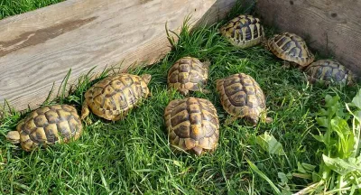 Jeunes tortues terrestres - Tortues & Reptiles