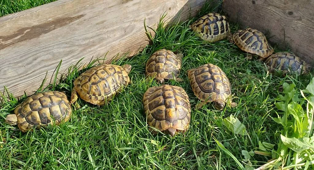 Jeunes tortues terrestres - Tortues & Reptiles - Ancelle (05260)