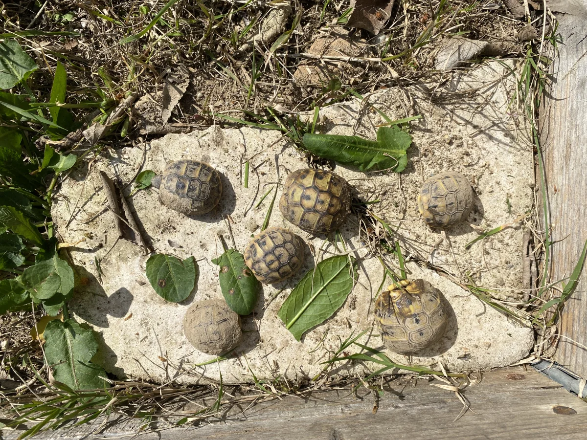 Tortues hermann - Autres Animaux - Uzès (30700)