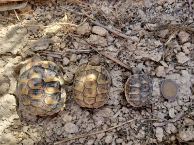 Tortue Hermann dans le GARD - photo 3